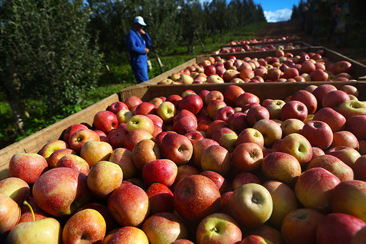 Empresa catarinense busca 15 pessoas para ir trabalhar na colheita da maçã