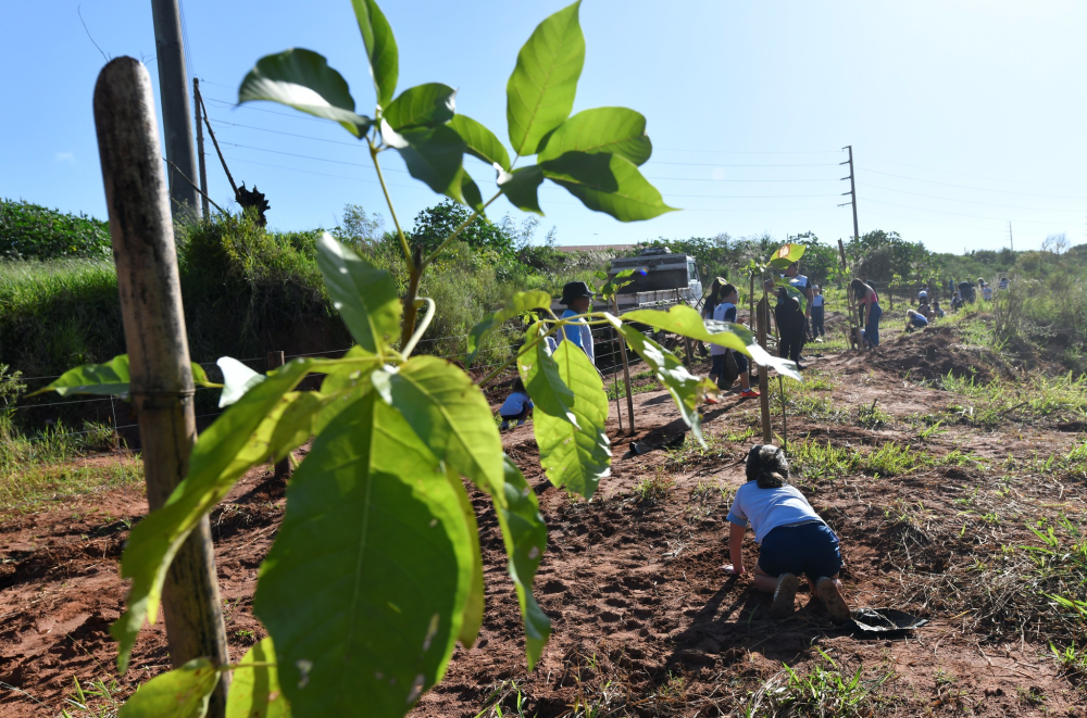 Meio Ambiente vai plantar mil mudas de árvores com ajuda de estudantes e voluntários