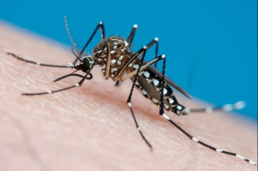 Método inovador de combate ao mosquito da dengue será implantado em Umuarama