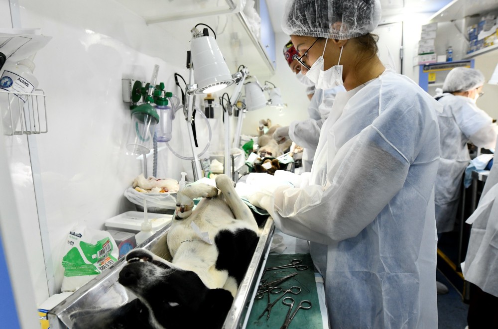 Projeto Melhor Amigo, de castração de animais, aumenta excepcionalmente de 30 para 60 vagas
