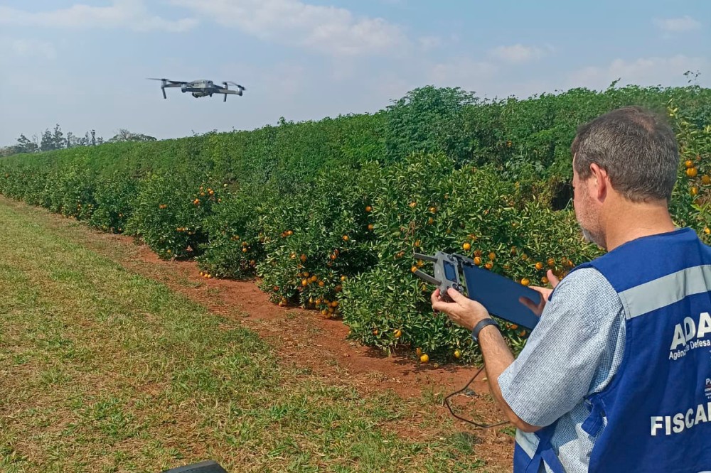 Operação em Umuarama reforçará combate e prevenção ao greening, doença dos citros