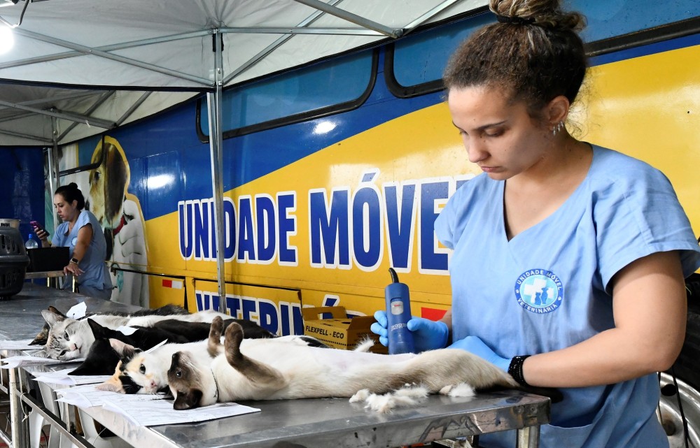 Programa Castrapet volta a Umuarama com 108 vagas e inscrições serão abertas dia 18