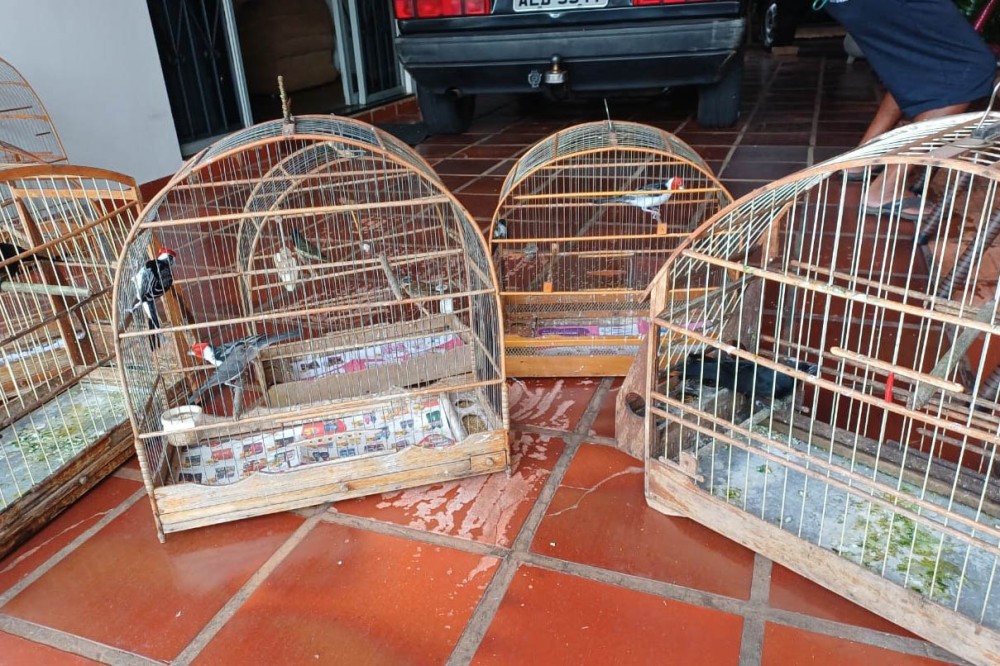 IAT apreende 11 pássaros criados de maneira irregular em Umuarama