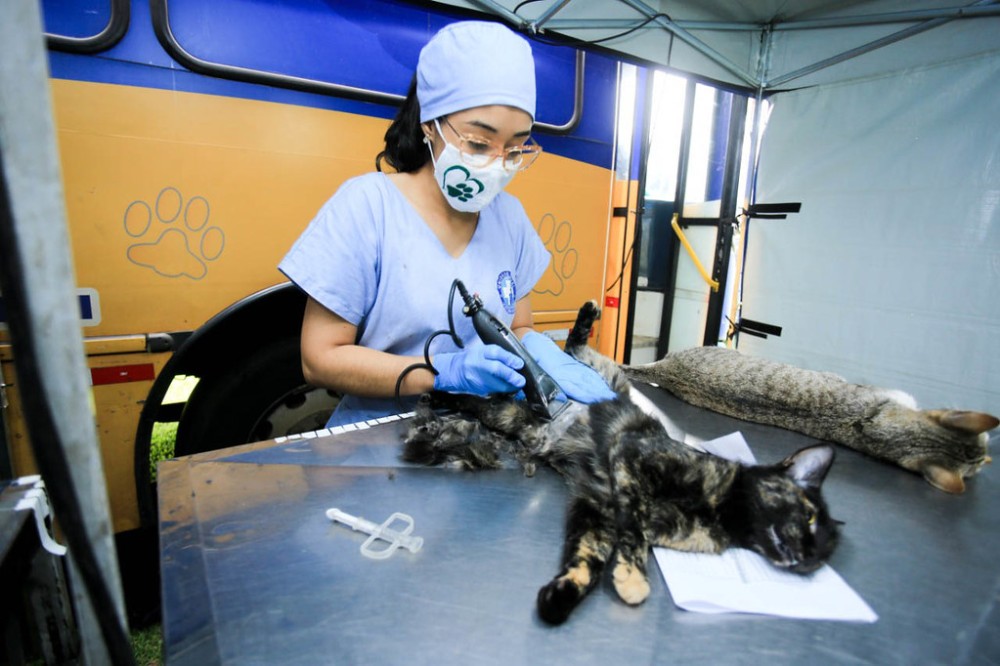 Castrapet teve 67 cães e gatos registrados no primeiro dia de cadastramento