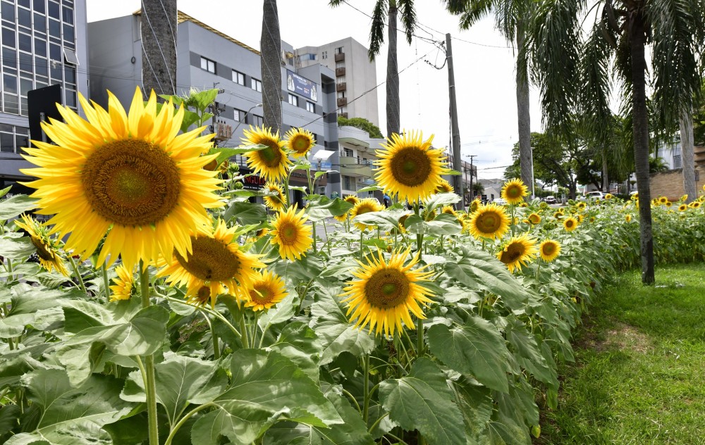 Girassóis começam a florir e população deve ajudar a preservá-los até o natal