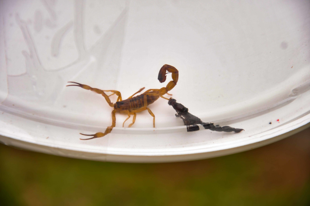 Vigilância Ambiental fará esforço concentrado para ajudar população a livrar-se de escorpiões