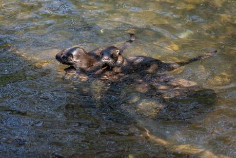 Público escolhe nomes para filhotes de lontra nascidos no refúgio