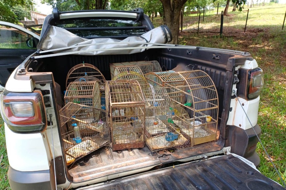 IAT apreende 14 pássaros criados de maneira irregular em Cruzeiro do Oeste