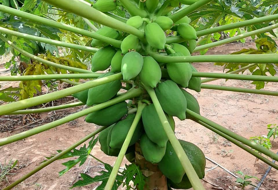 Produtores da agricultura familiar participam de reunião técnica sobre a cultura do mamão