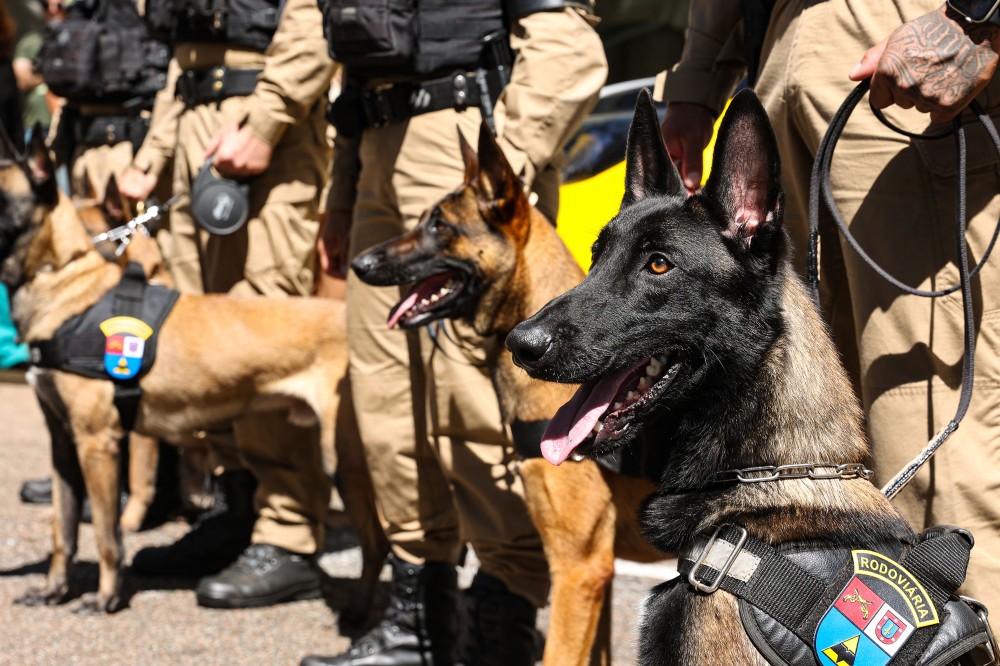 Reforço nas estradas: DER/PR entrega 36 viaturas e 5 cães ao Batalhão de Polícia Rodoviária