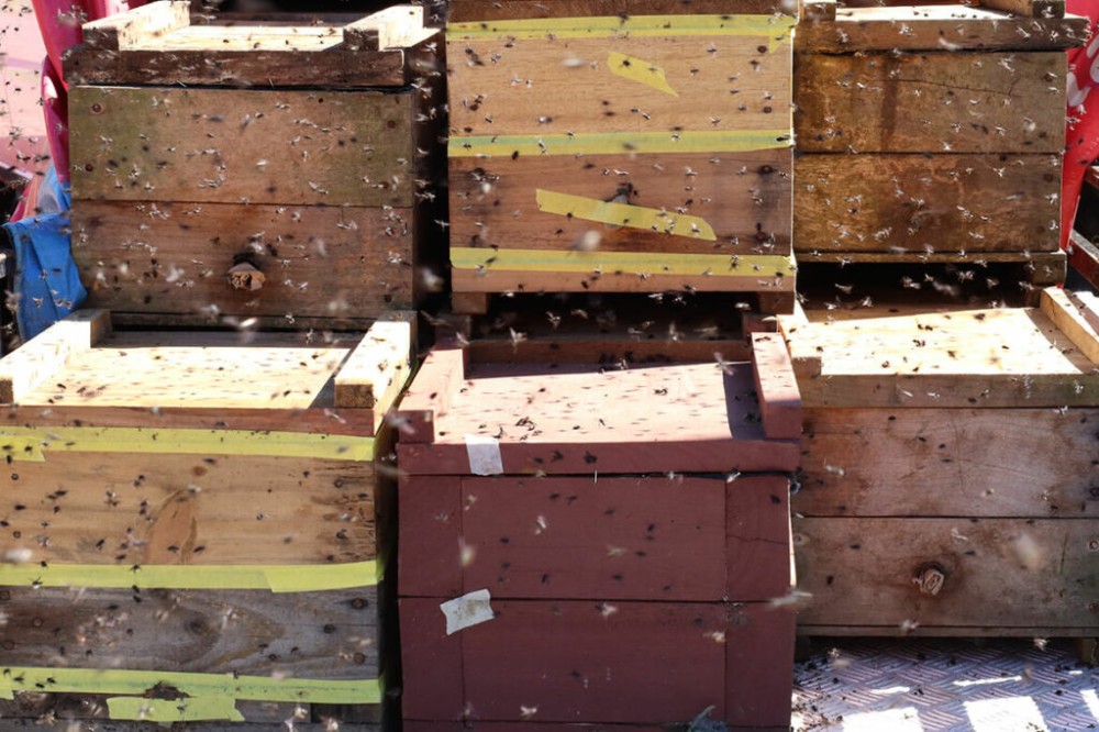 Meliponicultura e biodiversidade avançam no Paraná com apoio da Itaipu