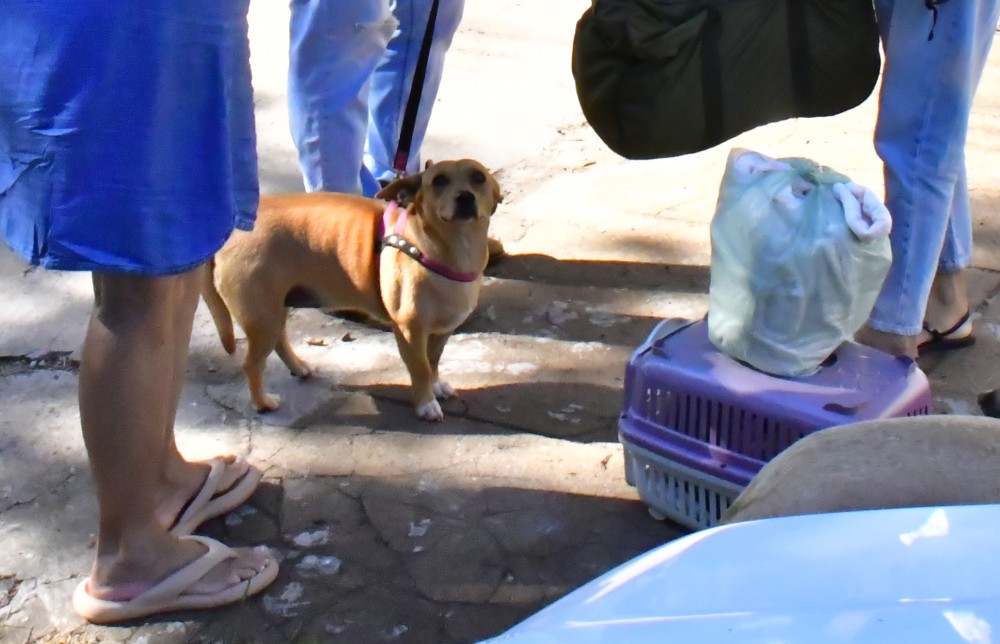 Prefeitura retoma cadastramento para castração de animais de estimação