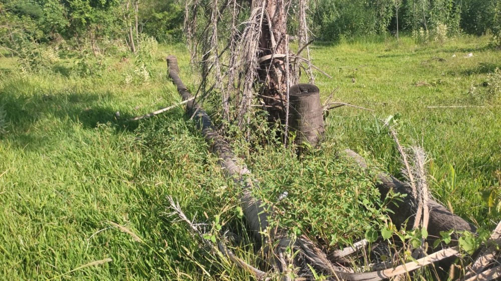 Polícia Ambiental descobre corte ilegal de Macaúba e poço irregular em propriedade rural