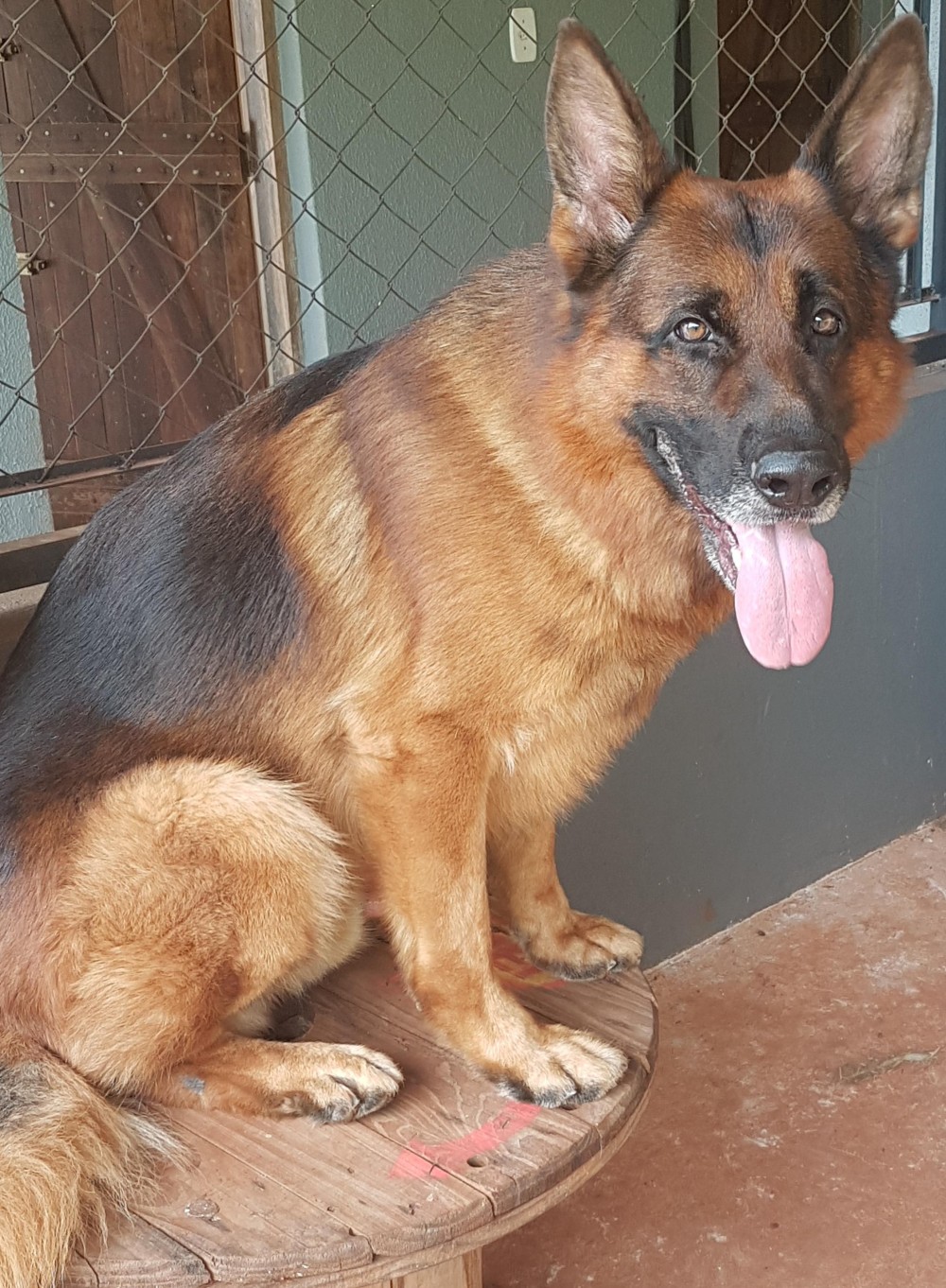 Polícia Militar lamenta o falecimento do cão Jhony, do 25º BPM de Umuarama