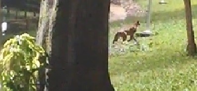 IAT prepara força-tarefa para capturar onça parda flagrada no Lago Aratimbó