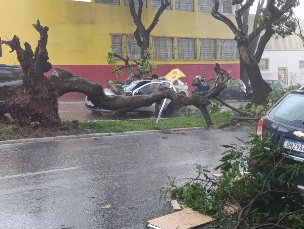 Vendaval derruba árvore sobre carro, deixa mulher ferida e assusta população no fim da tarde