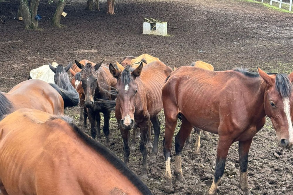 Polícia Civil resgata mais de 40 cavalos e prende homem por maus-tratos