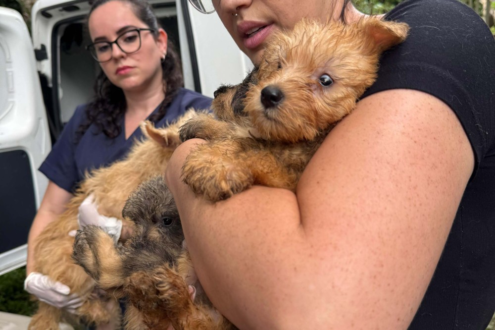 Polícia Civil resgata mais de 130 cães e prende mulher acusada de maus-tratos aos animais