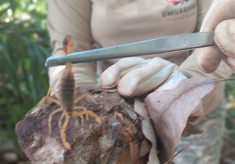 Em busca ativa, agentes capturam 55 escorpiões amarelos na região do Jardim Alvorada