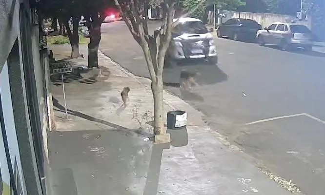 Motorista que matou cachorro atropelado é identificado e deve ser ouvido ainda hoje