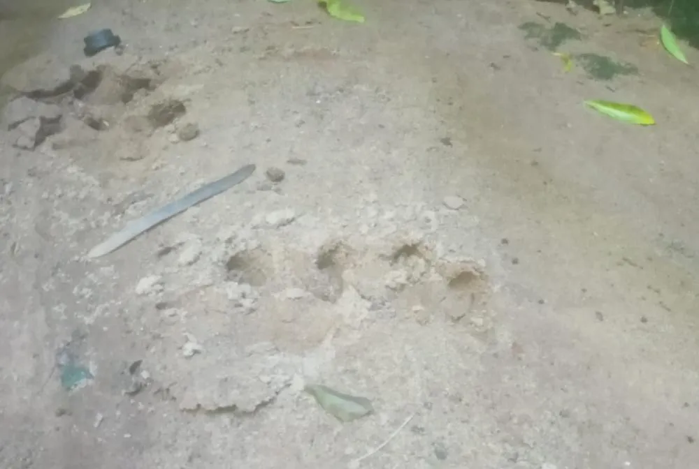 Vestígios apontam que onça do Lago Aratimbó ainda perambula por ali