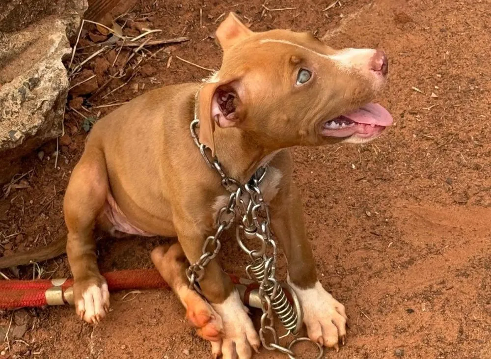 Polícia Civil prende homem acusado de maus-tratos a animais