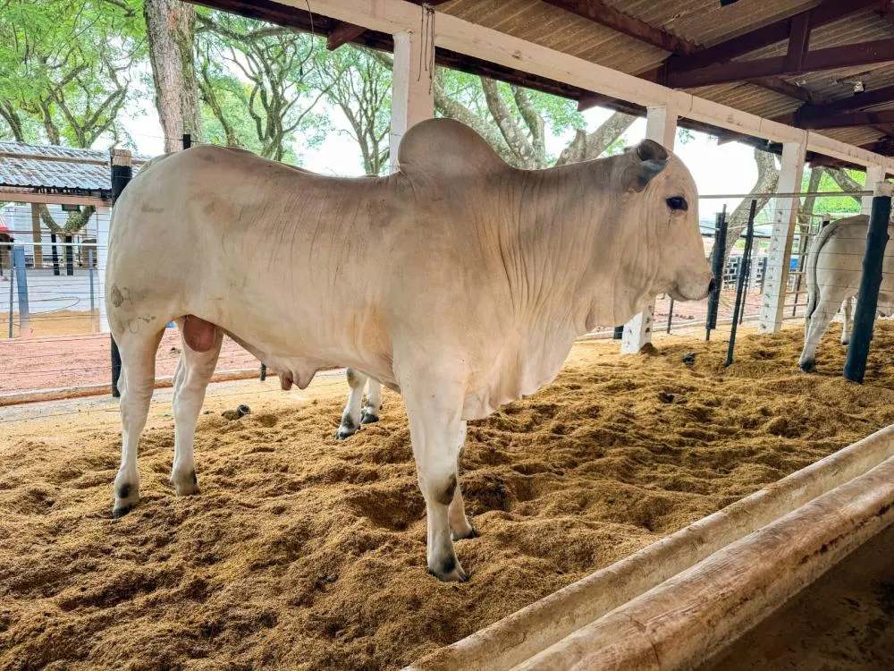 Amanhã será realizado o primeiro leilão da programação do ‘Jubileu de Ouro’