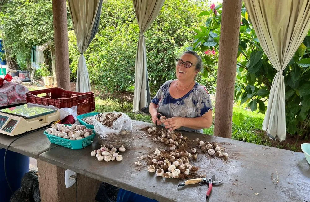 Cidade terá Seminário Estadual do Projeto Alho Livre de Vírus