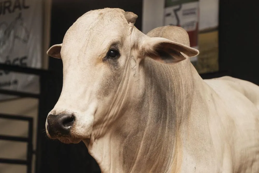 Em seu Jubileu de Ouro, Expo Umuarama 2025 retoma amanhã a agenda de leilões