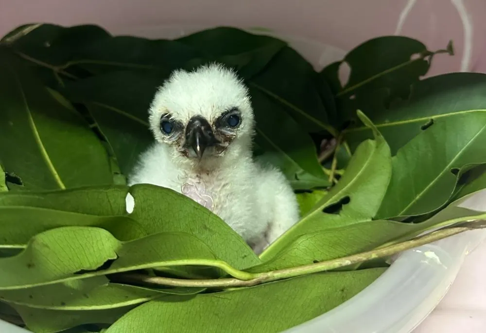 Nasce o 57º filhote de harpia no Refúgio da Itaipu