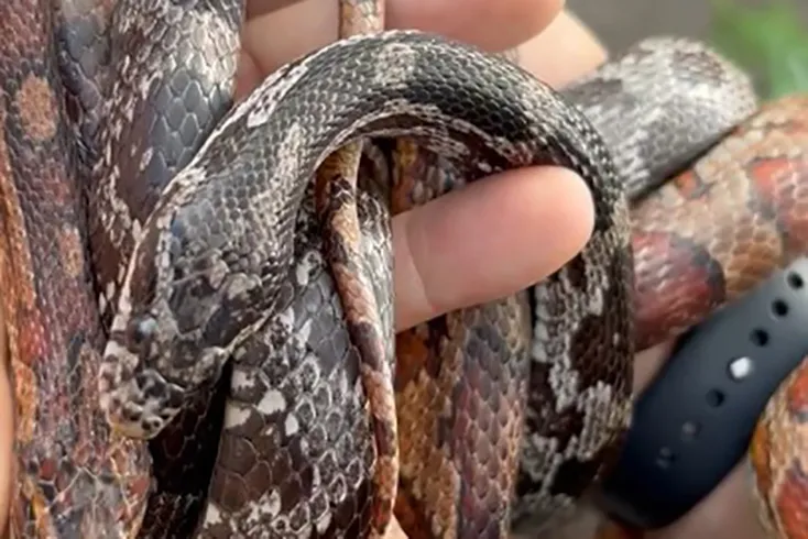 PCPR prende homem por tráfico de animais e apreende 215 aves exóticas e cobras