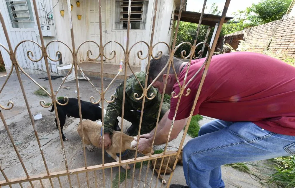 Animais vítimas de maus-tratos são recolhidos; multa pode chegar a R$ 10 mil