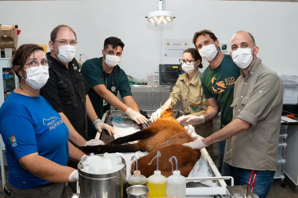 Após atendimento na Itaipu, lobo-guará retorna à natureza