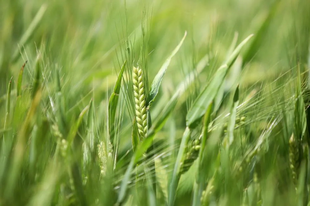 Paraná pode ter maior área de cevada da história e consolidar liderança de produção