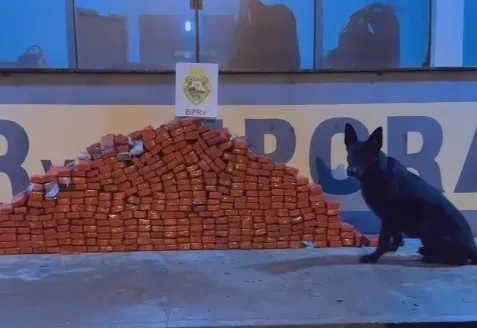 Cão farejador encontra drogas escondidas dentro de roda de caminhão na PR-323