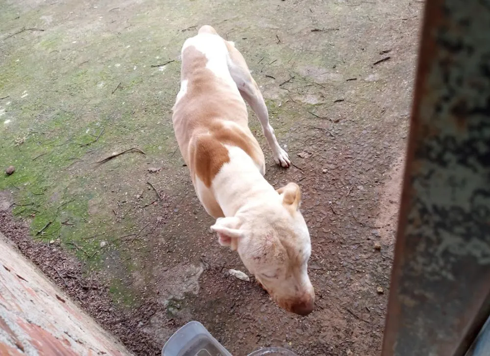 Equipe de proteção e bem-estar animal resgata mais um cão abandonado