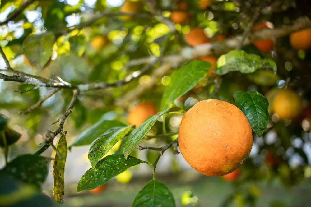 Operação da Adapar visa prevenir e controlar doença dos citros