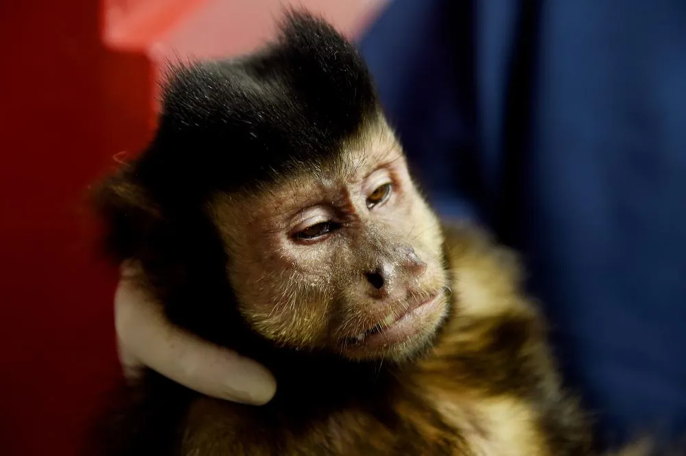 Macacos resgatados pelo IAT terão como novo lar o Zoológico de Curitiba