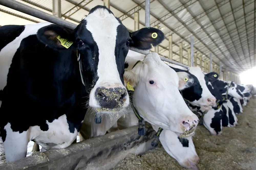 Em um mês, 43,4% dos rebanhos foram atualizados no PR, Umuarama cadastrou 41,7%