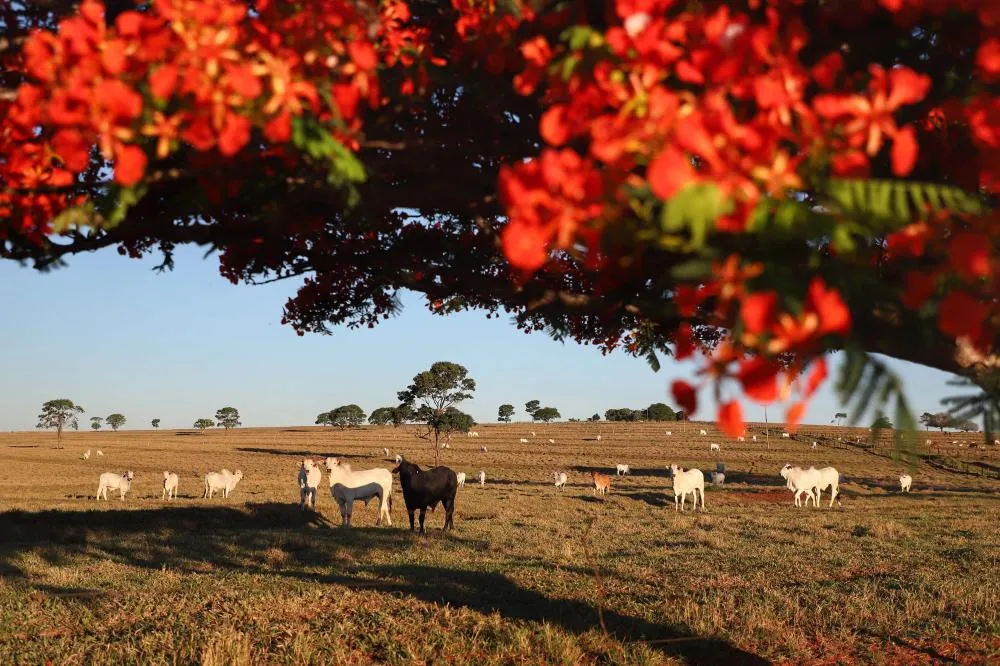 Há uma semana do final da campanha, Umuarama tem 74,1% do rebanho atualizado 