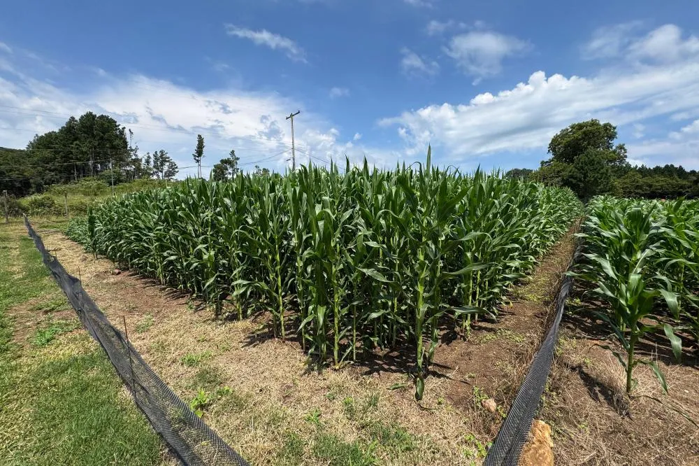 Com auxílio do Tecpar, Paraná terá nova tecnologia europeia para sistemas agrícolas