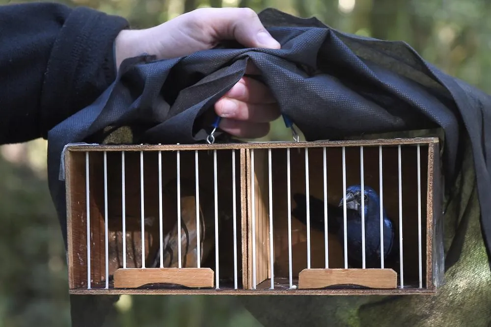 Aos poucos, animais silvestres vítimas de tráfico internacional retornam à natureza