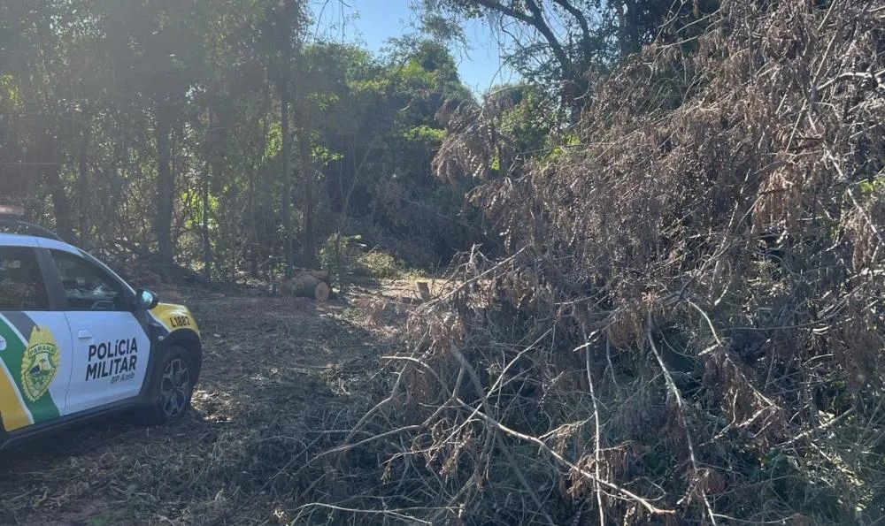 Área de reserva legal é degradada e árvore é cortada irregularmente 