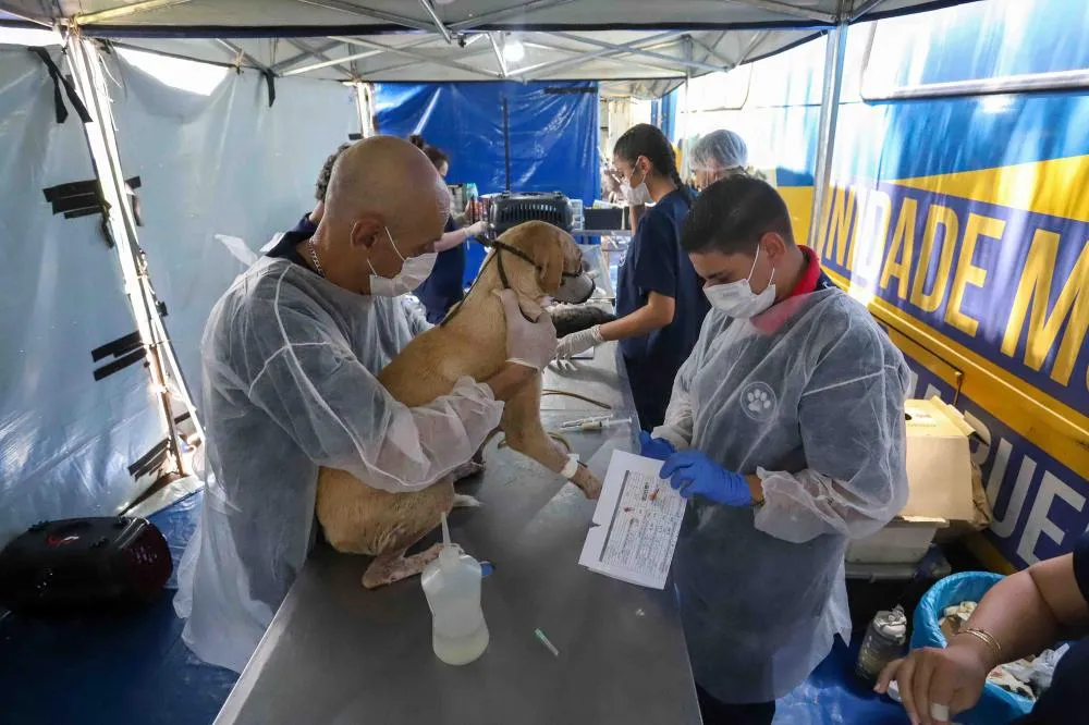 Com orçamento 440% maior, CastraPet vai intensificar vacinação antirrábica