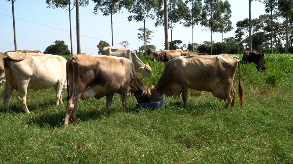 Umuarama bate recorde e passa marca de R$ 1 bilhão no Valor Bruto da Produção